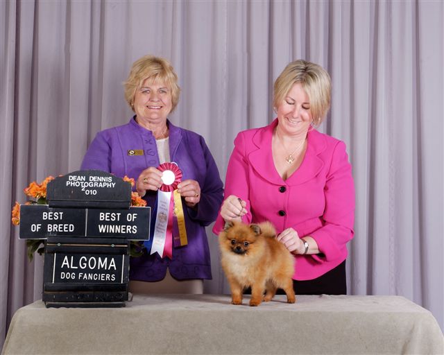 Best of Breed under Judge Valerie Gervais 