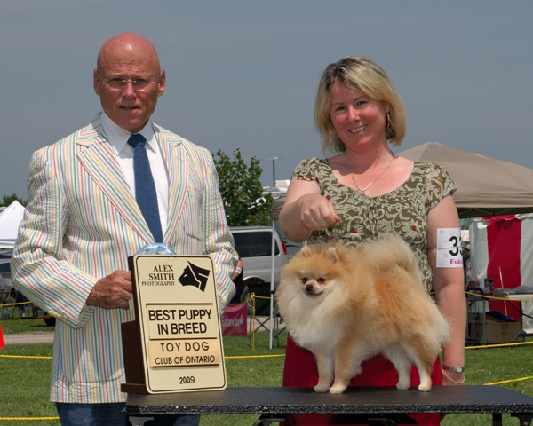 elaine waugh pomeranians our clients 2009 elaine waugh pomeranians our clients 2009